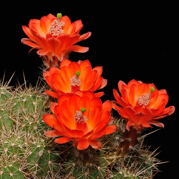 Echinocereus salm-dyckianus, Mexico, Chihuahua, Creel - Divisadero, 25 Korn