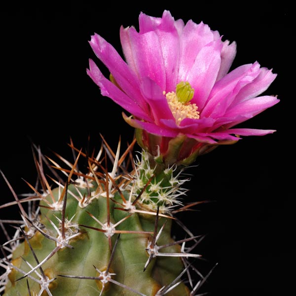 Echinocereus fendleri, USA, New Mexico, Taos, 25 Korn