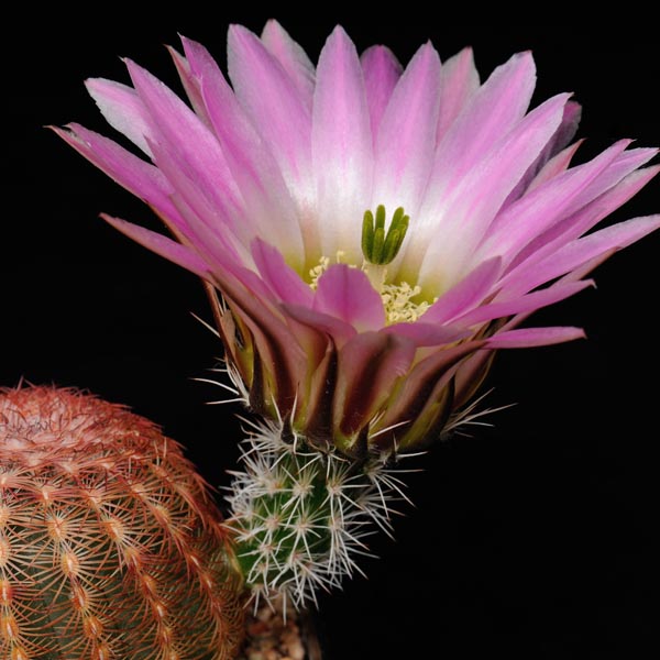 Echinocereus pectinatus, Mexico, Zacatecas, La Pendencia, 500 Korn