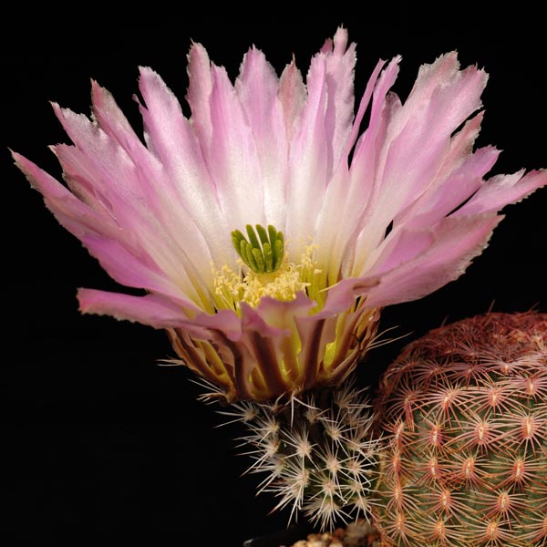 Echinocereus pectinatus, Mexico, Chihuahua, Jiminez, 25 Korn