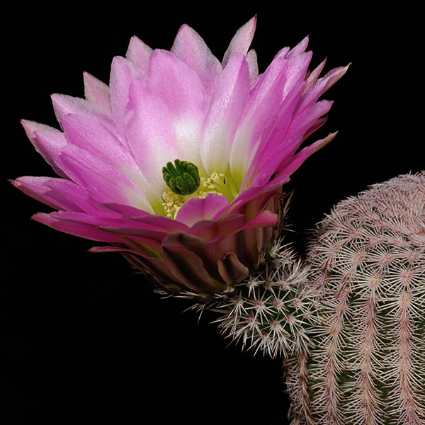 Echinocereus pectinatus, Mexico, Zacatecas, Villa Insurgentes, 25 Korn