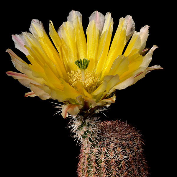 Echinocereus pectinatus subsp. rutowiorum, Mexico, Chihuahua, Cusihuiriachic, 25 Korn