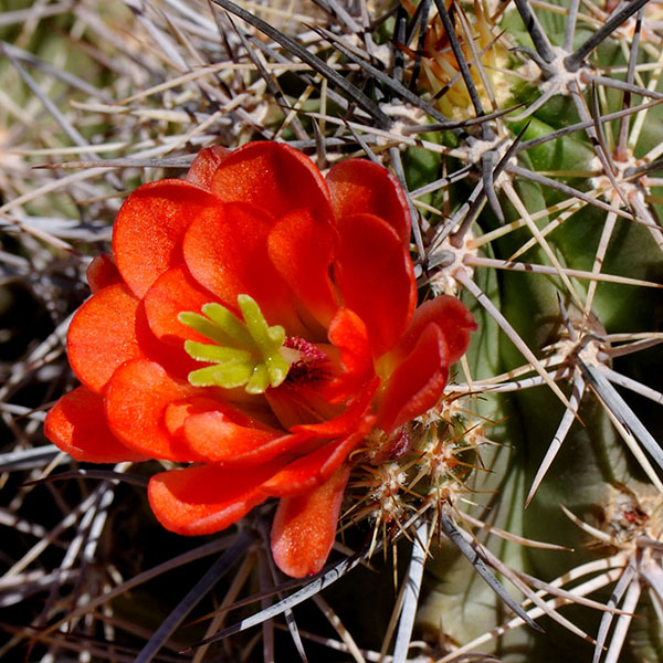 Echinocereus coccineus subsp. rosei, USA, New Mexico, Pyramid Peak, 100 Korn