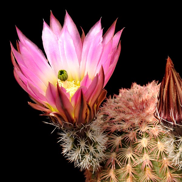 Echinocereus pectinatus, Mexico, Durango, Rio Florido, 50 Korn