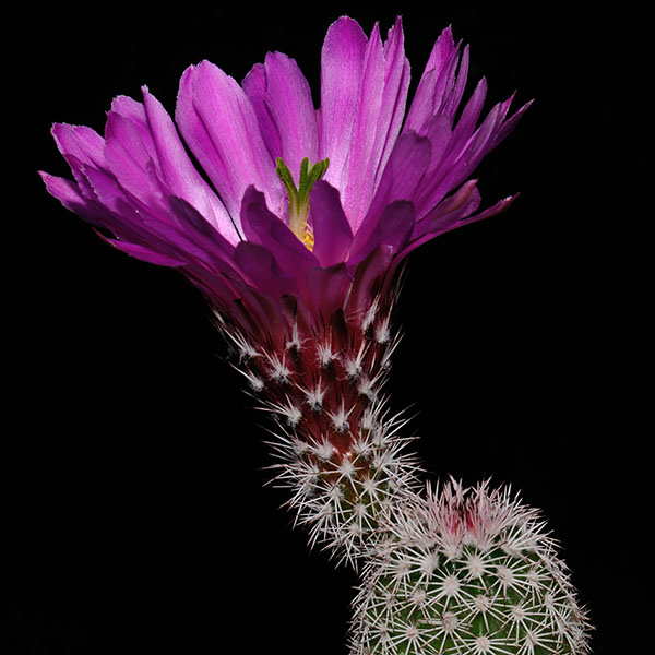 Echinocereus scopulorum subsp. pseudopectinatus, Mexico, Sonora, Moctezuma, 25 Korn
