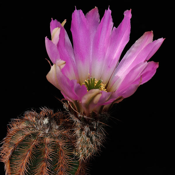 Echinocereus reichenbachii, Mexico, Coahuila, Saltillo, 25 Korn