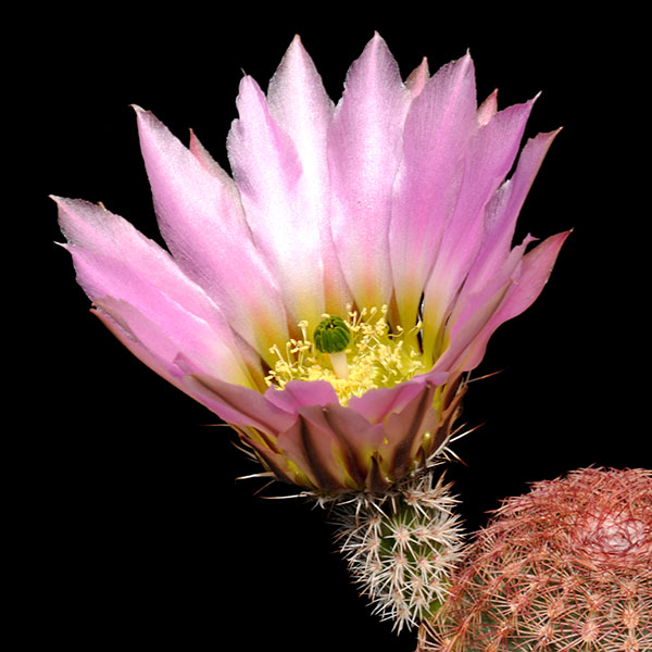 Echinocereus pectinatus, Mexico, San Luis Potosi, La Tapona, 25 Korn