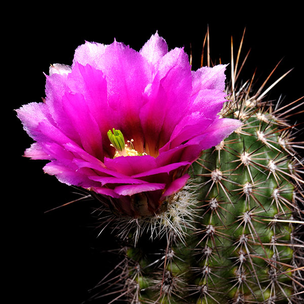 Echinocereus bonkerae, USA, Arizona, noerdlich Globe, 50 Korn