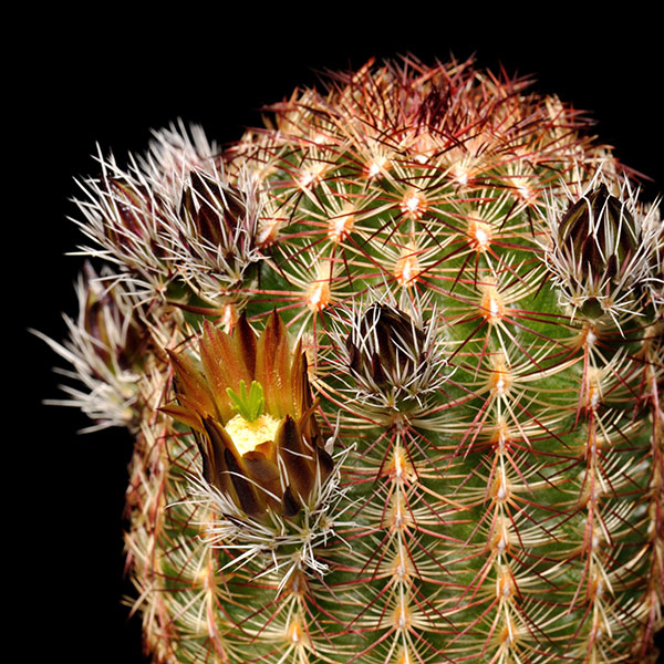 Echinocereus chloranthus, USA, New Mexico, Dona Ana Co., 500 Korn