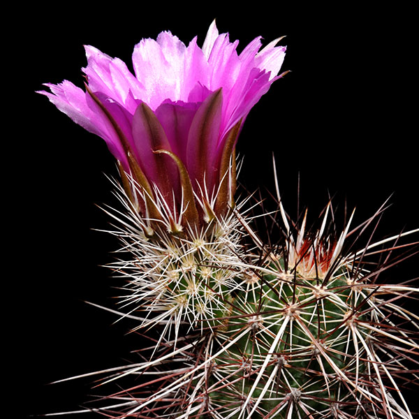 Echinocereus engelmannii, USA, Utah, Hurricane Cliffs, 25 Korn