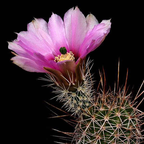 Echinocereus fendleri, USA, Arizona, Stra e 83, 50 Korn