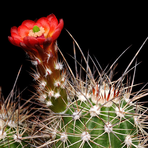 Echinocereus pacificus, Mexico, Baja California, Agua Caliente, 500 Korn