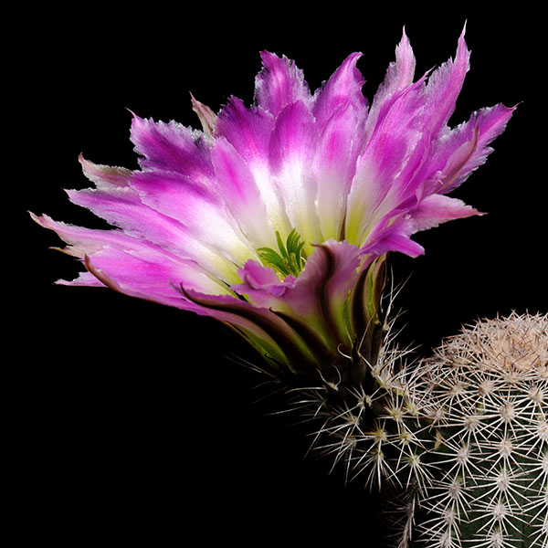 Echinocereus pectinatus subsp. wenigeri, USA, Texas, BW116, 50 Korn