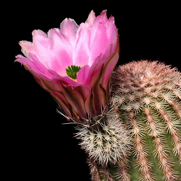Echinocereus pectinatus, Mexico, Chihuahua, El Tigre, 50 Korn