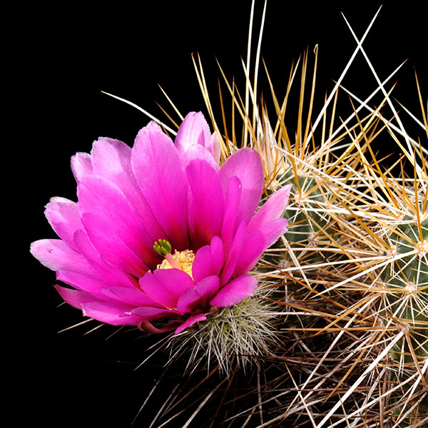 Echinocereus engelmannii, Mexico, Baja California, Sierra San Pedro Martir, 25 Korn