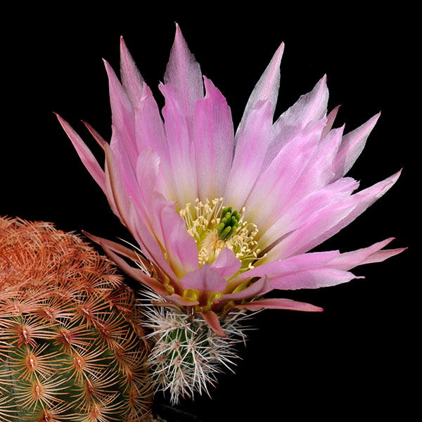 Echinocereus pectinatus, Mexico, Durango, Luis Moya, 100 Korn