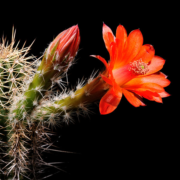 Echinocereus salm-dyckianus, Mexico, Chihuahua, La Junta - Yecora, Km 328, 25 Korn