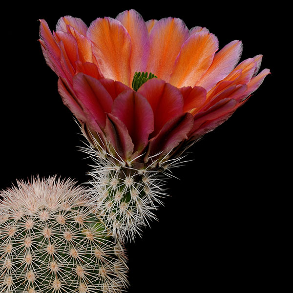 Echinocereus dasyacanthus, USA, Texas, Pecos Co., n rdlich Bakersfield, 50 Korn