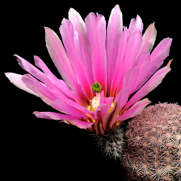 Echinocereus pectinatus, Mexico, Chihuahua, Guadelupe, 50 Korn