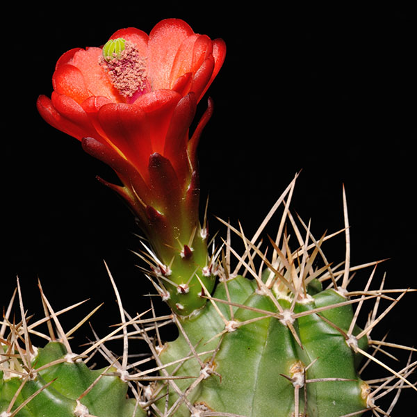 Echinocereus mojavensis, USA, Colorado, Monte Vista, 25 Korn