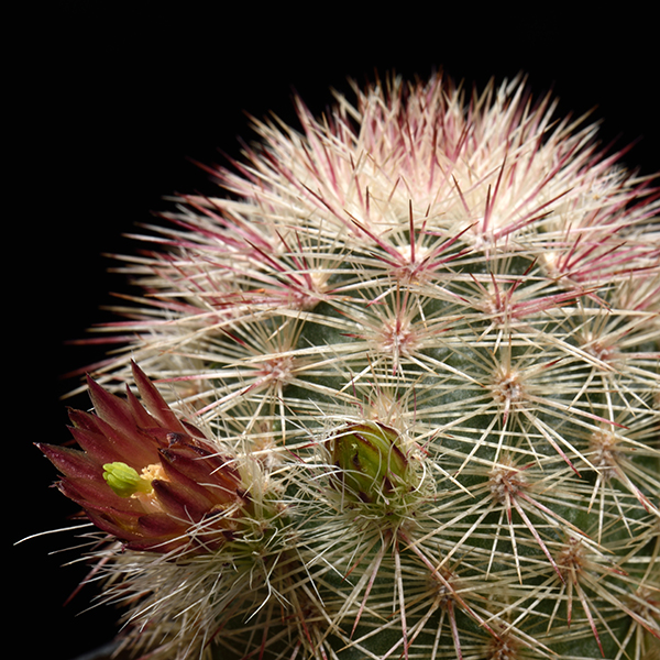 Echinocereus russanthus subsp. fiehnii, Mexico, Chihuahua, Santa Clara Canyon, 25 Korn