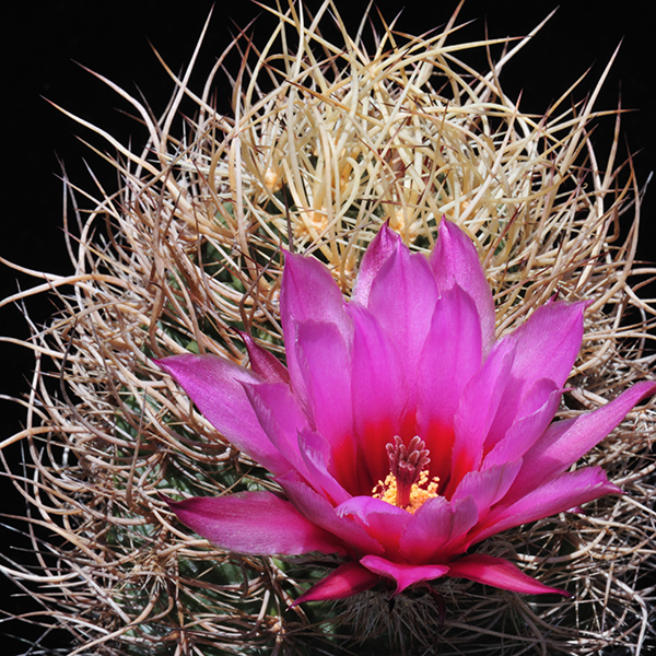 Echinocereus lindsayi, Mexico, Baja California, helle Bedornung, 50 Korn