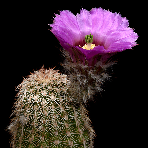 Echinocereus reichenbachii subsp. perbellus, USA, New Mexico, Quay Co., HK1334, 25 Korn