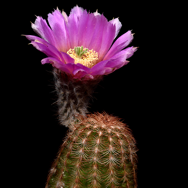 Echinocereus reichenbachii subsp. caespitosus, USA, Kansas, Morton Co., 50 Korn