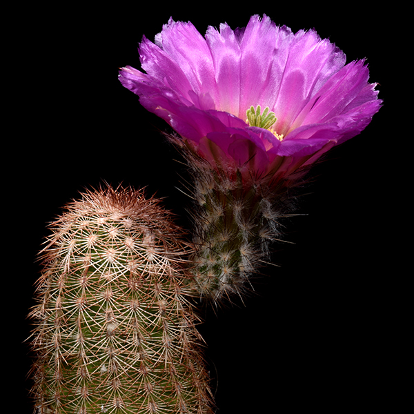 Echinocereus reichenbachii subsp. caespitosus fa. castaneus, USA, 50 Korn