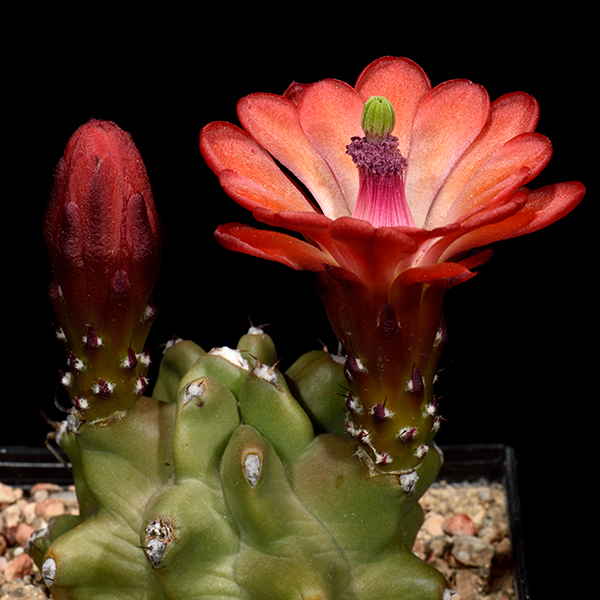 Echinocereus mojavensis fa. inermis, USA, Utah, 25 Korn