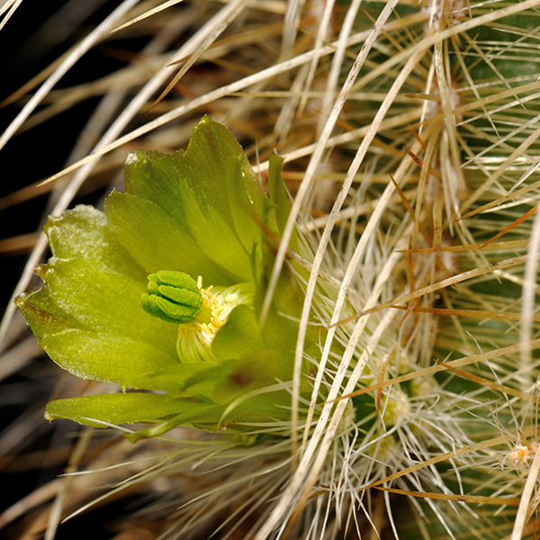 Echinocereus russanthus subsp. weedinii, USA, Texas, Mt. Livermore, 50 Korn