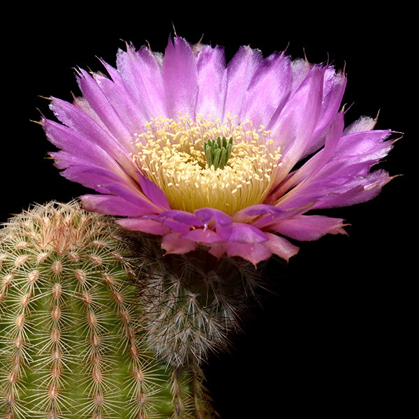 Echinocereus reichenbachii subsp. caespitosus, USA, Texas, Wichita, 25 Korn