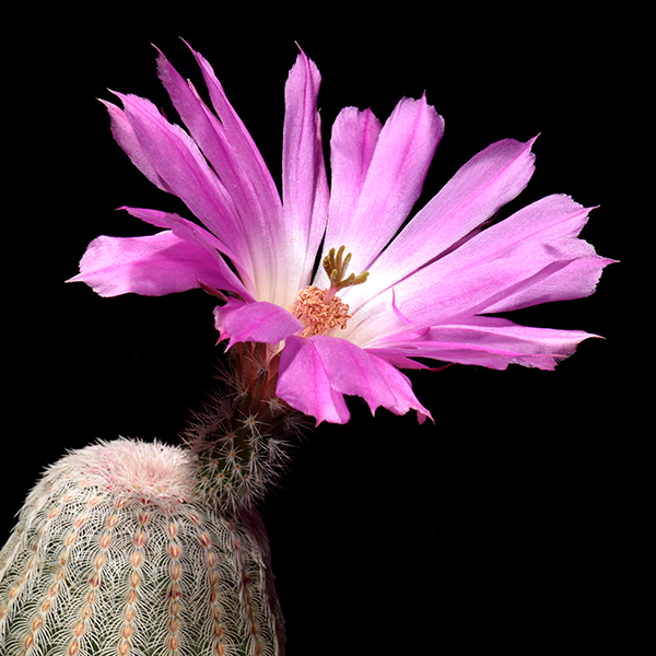 Echinocereus rigidissimus, Mexico, Sonora, Agua Salada, 50 Korn