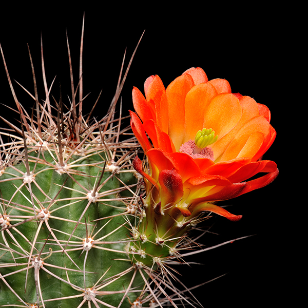 Echinocereus coccineus subsp. transpecosensis, USA, Texas, Van Hoorn, 25 Korn