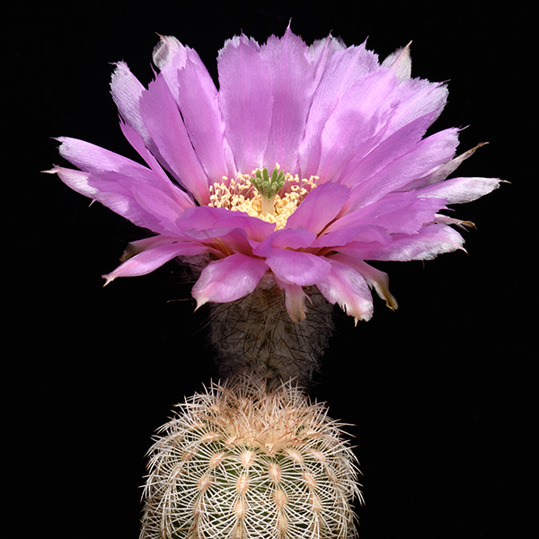 Echinocereus reichenbachii subsp. caespitosus, USA, Texas, New Braunfels, 100 Korn