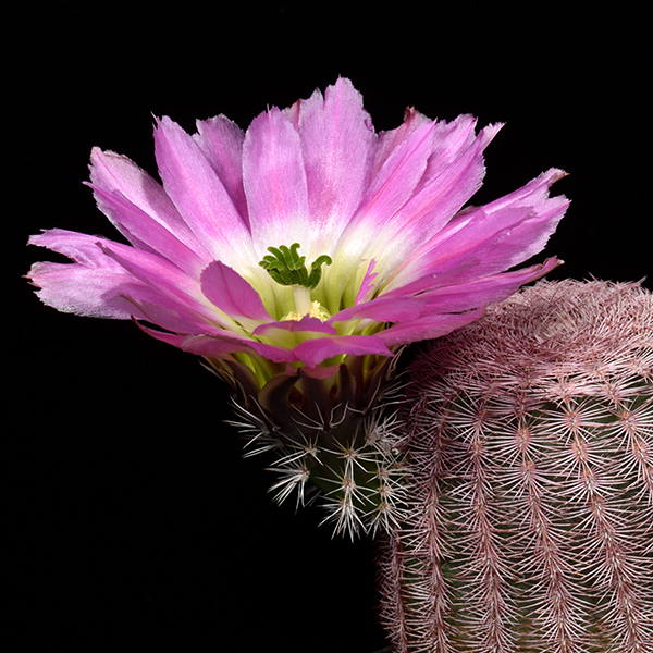 Echinocereus pectinatus, Mexico, Coahuila, La India, 50 Korn