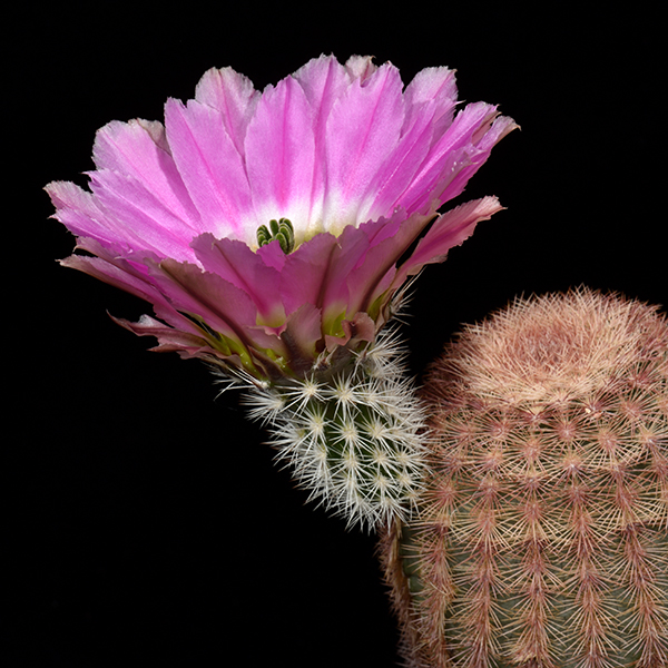 Echinocereus pectinatus, Mexico, Cuahuila, westlich Cuatrocienegas, 100 Korn
