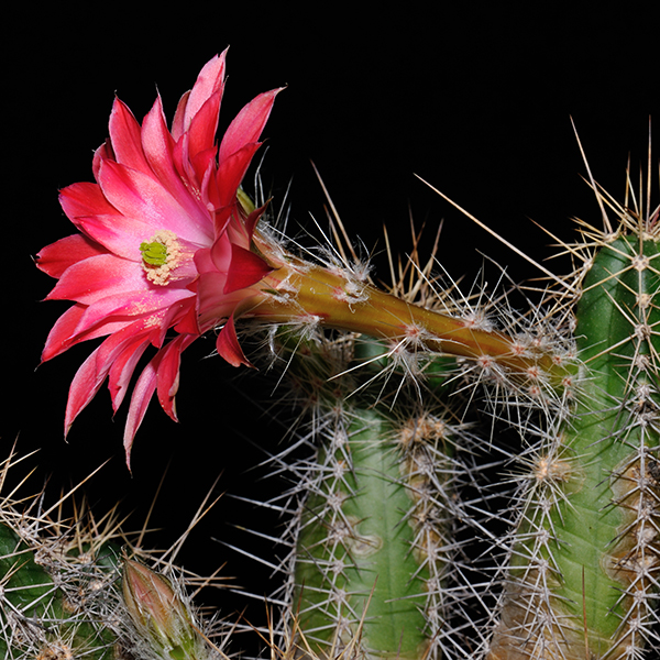 Echinocereus scheeri, Mexico, Sonora, Yecora - San Nicolas, Km 277, orange mit rosa bluehenden Pflanzen bestaeubt, 500 Korn