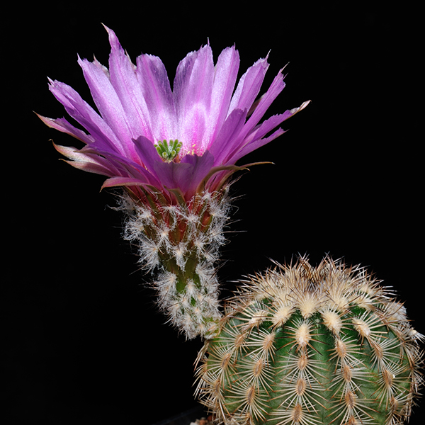 Echinocereus reichenbachii subsp. caespitosus, USA, Texas, Blanco Co., 100 Korn