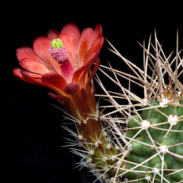 Echinocereus mojavensis, USA, Utah, San Juan Co., 25 Korn