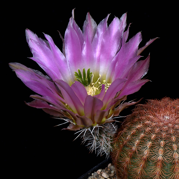 Echinocereus pectinatus, Mexico, Nuevo Leon, San Rafael, 25 Korn
