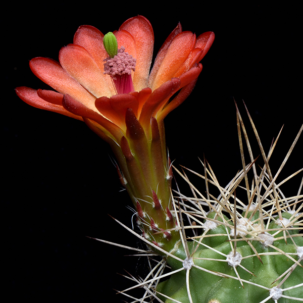 Echinocereus mojavensis, USA, Colorado, Mesa Co., 50 Korn