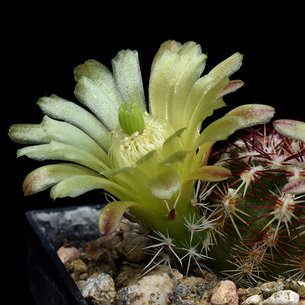Echinocereus viridiflorus, USA, Colorado, El Paso Co., JRT141, 25 Korn