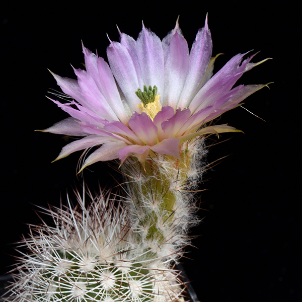 Echinocereus reichenbachii subsp. baileyi, USA, Oklahoma, Johnston Co., JRT227, 25 Korn
