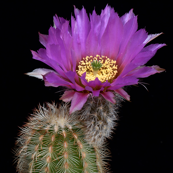 Echinocereus reichenbachii subsp. caespitosus, USA, Texas, Burnet Co., 25 Korn