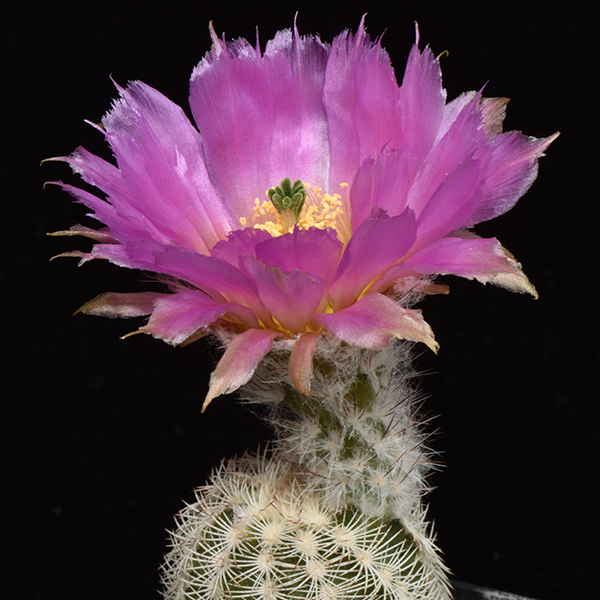 Echinocereus reichenbachii subsp. caespitosus, USA, Oklahoma, Johnston Co., 50 Korn