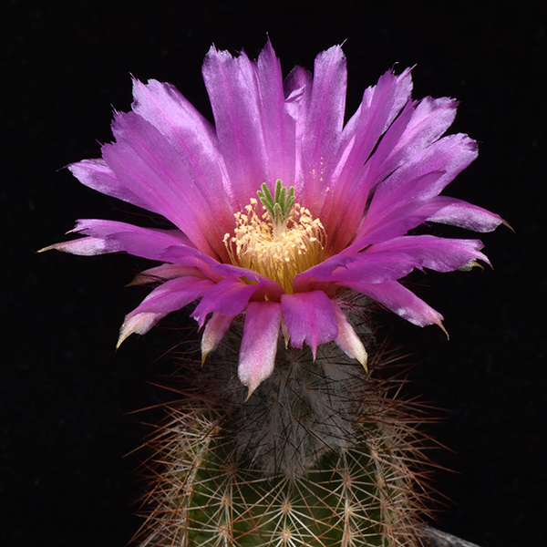 Echinocereus reichenbachii subsp. baileyi, USA, Oklahoma, Greer Co., 100 Korn