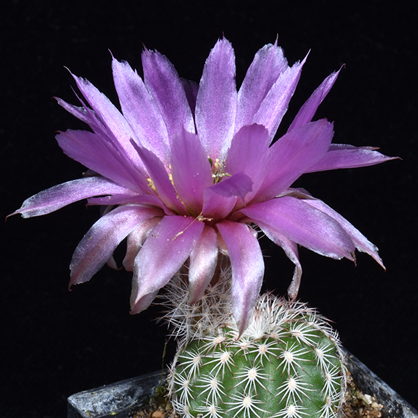 Echinocereus reichenbachii subsp. perbellus, USA, New Mexico, Lea Co., JRT504, 500 Korn