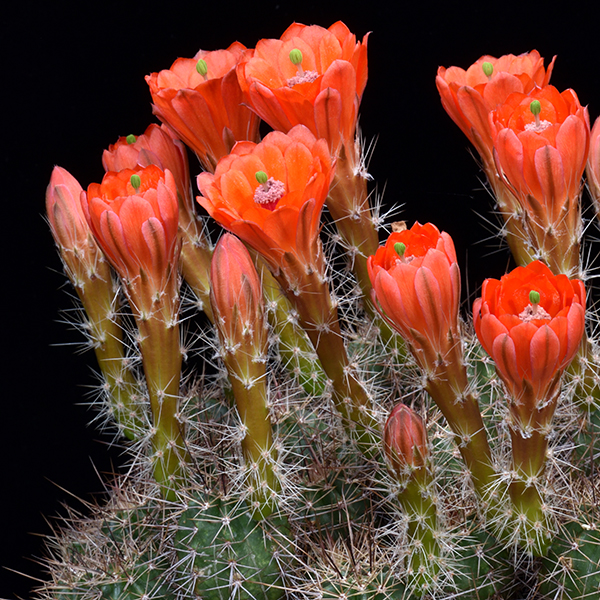 Echinocereus salm-dyckianus, Mexico, Chihuahua, Creel - Divisadero, 50 Korn