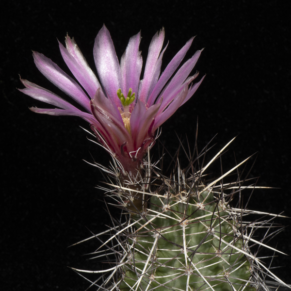 Echinocereus fendleri, USA, Texas, Presidio Co., Marfa, 100 Korn